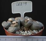 Lithops lesliei v. Kimberley 8,5