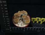Lithops euniceae fluminalis Lithops euniceae fluminalis