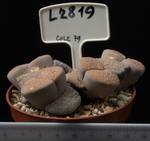 Lithops fulviceps v. fulviceps 8,5 Lithops fulviceps v. fulviceps 8,5
