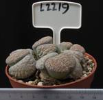 Lithops lesliei v. venteri 8,5 Lithops lesliei v. venteri 8,5