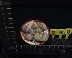 Lithops lesliei kimberley Lithops lesliei kimberley