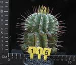 Euphorbia horrida v. striata Euphorbia horrida v. striata