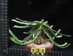 Euphorbia stellata Euphorbia stellata