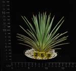 Agave stricta v. echinoides Agave stricta v. echinoides