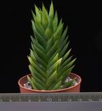 Astroloba congesta Astroloba congesta