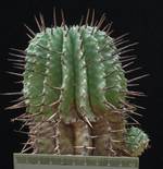 Euphorbia horrida Euphorbia horrida