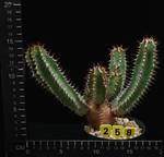 Euphorbia parciramurosa Euphorbia parciramurosa