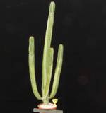 Euphorbia canariensis Euphorbia canariensis