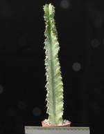 Euphorbia ammak variegata Euphorbia ammak variegata