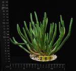 Euphorbia inermis Euphorbia inermis