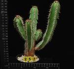 Euphorbia parciramurosa Euphorbia parciramurosa
