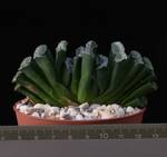 Haworthia truncata Haworthia truncata