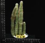 Hoodia gordonii Hoodia gordonii