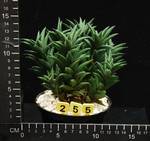 Haworthia viscosa Haworthia viscosa