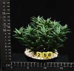 Haworthia viscosa Haworthia viscosa