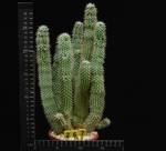 Hoodia macrantha Hoodia macrantha