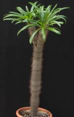 Pachypodium lamerei Pachypodium lamerei