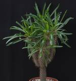 Pachypodium lamerei Pachypodium lamerei