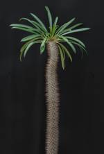 Pachypodium lamerei Pachypodium lamerei