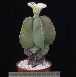Astrophytum myriostigma v. nudum