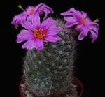 Mammillaria boolii Mammillaria boolii