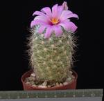 Mammillaria boolii Mammillaria boolii