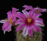 Mammillaria boolii Mammillaria boolii