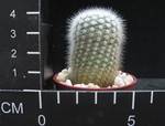 Notocactus scopa machadoensis