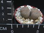 Lithops aucampiae ssp. euniceae v. fluminalis Lithops aucampiae ssp. euniceae v. fluminalis