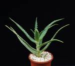 Aloe arborescens Aloe arborescens