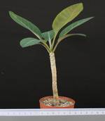 Euphorbia millotii