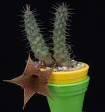 Huernia pillansii x huernia schneideriana Huernia pillansii x huernia schneideriana