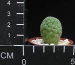 Trichocaulon cactiformis Trichocaulon cactiformis