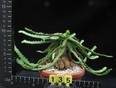 Euphorbia stellata