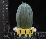 Euphorbia obesa