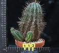 Euphorbia horrida v. striata