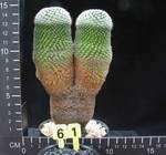 Mammillaria microthele