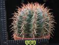 Ferocactus stainesii v. pilosus