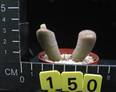 Lithops bromfieldii