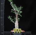 Sesamothamnus lugardii