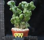 Euphorbia lactea cristata