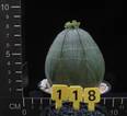 Euphorbia obesa