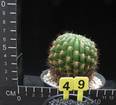 Echinopsis kermesina