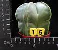 Astrophytum myriostigma v. nudum