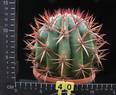 Ferocactus gracilis