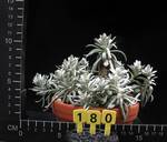 Senecio scaposus