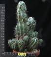 Euphorbia horrida