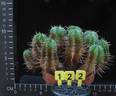 Euphorbia agregata