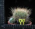 Echinofossulocactus longispinus