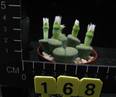 Lithops localis f. speckled